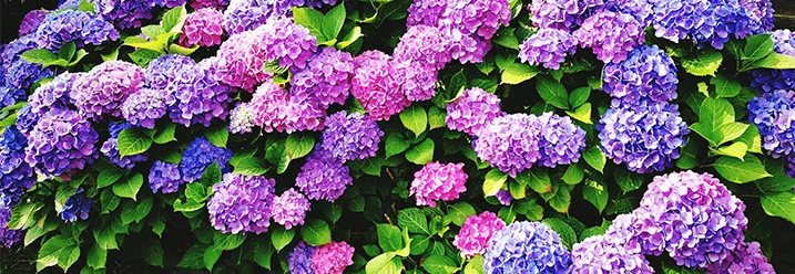 Lila und violette Hortensienblüten